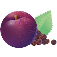 Prune violette avec une feuille verte et de petites baies foncées.